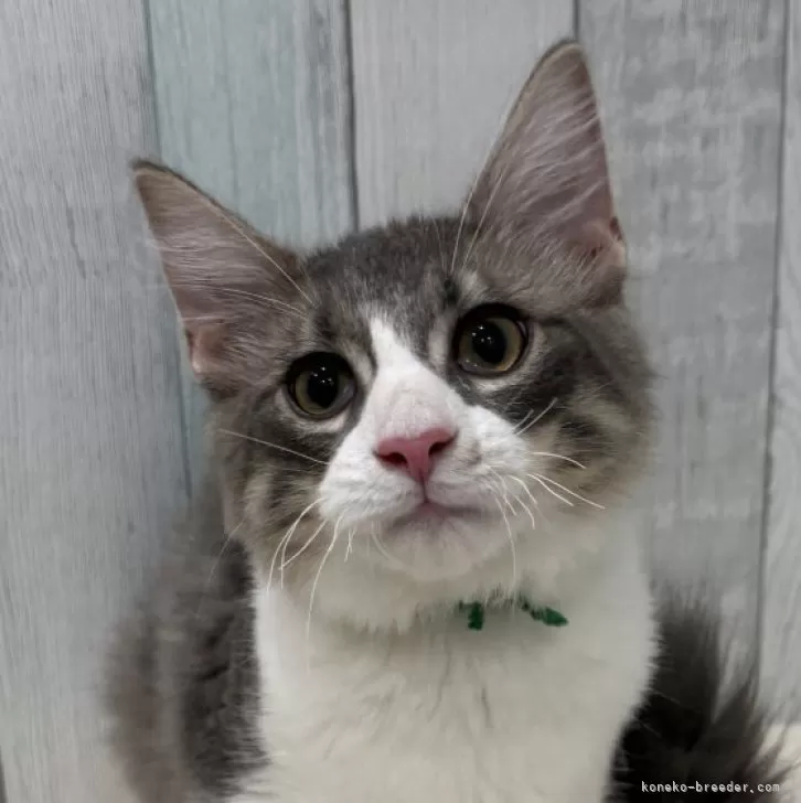 ノルウェージャンフォレストキャット【東京都・男の子・2025年5月15日・ブルー&amp;ホワイト】の写真1