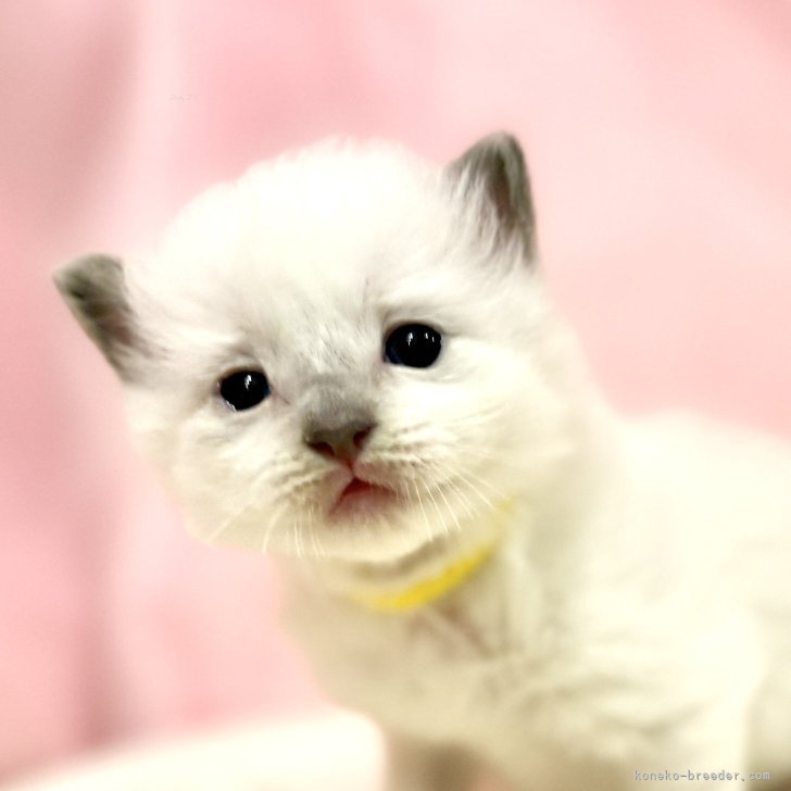 ブリーダー画像