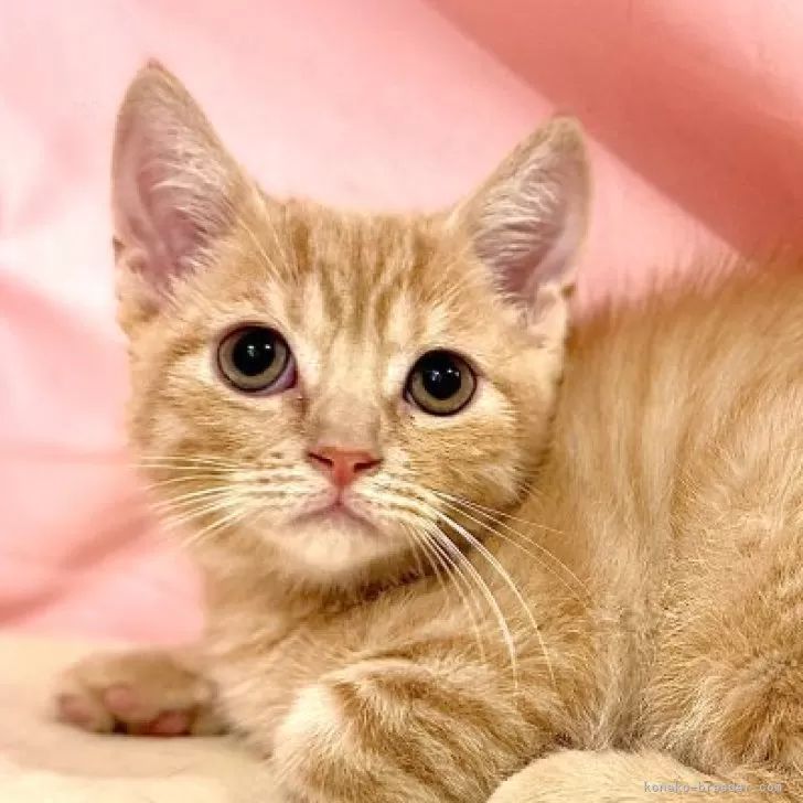 マンチカン(長足)【東京都・男の子・2025年8月23日・クリームタビー】の写真1