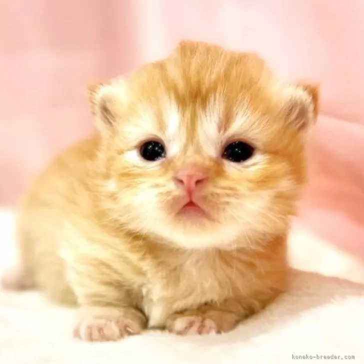 ID：2510-01527の子猫