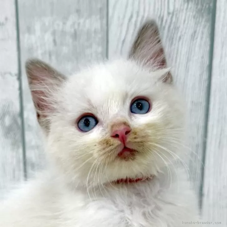 ラグドール【東京都・男の子・2025年8月21日・ブルーポイントバイカラー】の写真1