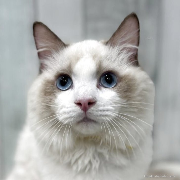 ブリーダー画像