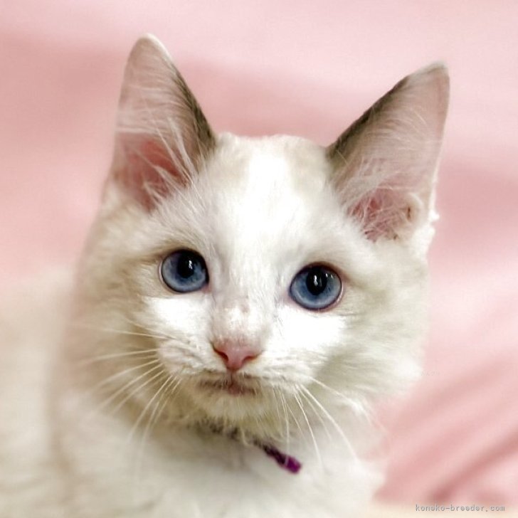 ブリーダー画像