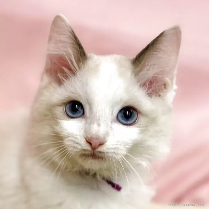 ラグドール【東京都・男の子・2025年8月21日・ブルーポイントバイカラー】の写真1
