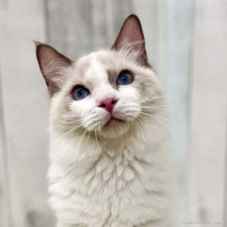 ラグドール【東京都・男の子・2025年3月27日・ブルーポイントバイカラー】の写真1