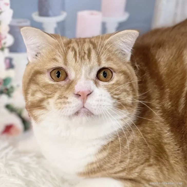 スコティッシュフォールド(立ち耳)【東京都・男の子・2025年4月14日・レッドタビー&amp;ホワイト】の写真1