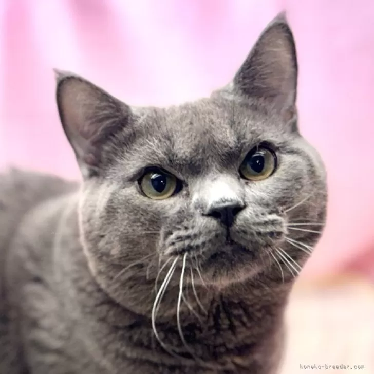 ID：2405-01345の子猫