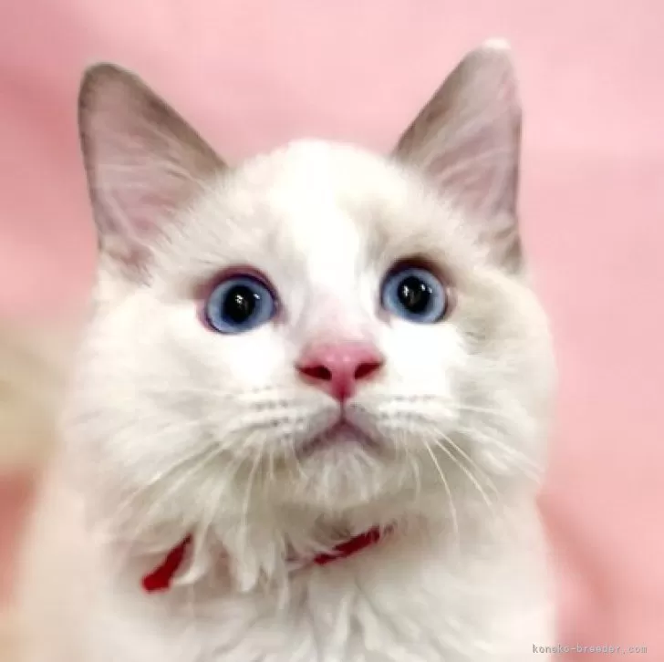 ラグドール【東京都・男の子・2025年7月13日・ブルーポイントバイカラー】の写真1