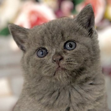ブリティッシュショートヘア【東京都・女の子・2025年11月5日・ブルー】の写真「両親遺伝子検査クリア◎懐っこすぎるブリティッシュ✨」