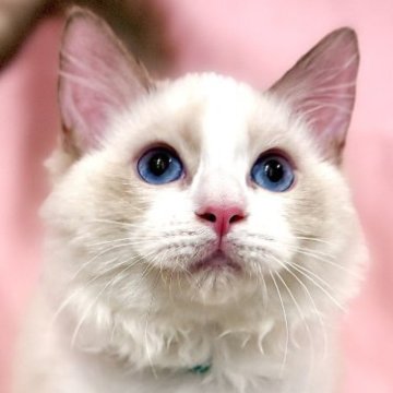 ラグドール【東京都・男の子・2025年7月13日・シールポイントバイカラー】の写真「両親遺伝子検査クリア◎むちむちなラグ兄弟💚」