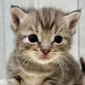 マンチカン(短足)【東京都・女の子・2025年8月23日・ブルータビー】の写真「両親遺伝子検査クリア◎ムッチムチなマンチカン✨」