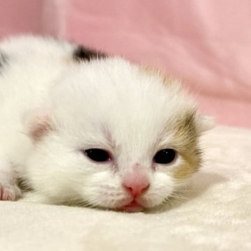 マンチカン(短足)【東京都・女の子・2025年10月19日・キャリコ】の写真「クリスマスお迎えOK◎🎄ころんころんなマンチカン」