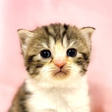 スコティッシュフォールド(立ち耳)【東京都・女の子・2025年10月11日・キャリコ】の写真「クリスマスお迎えOK◎🎄もちもち可愛いスコ兄弟♪」