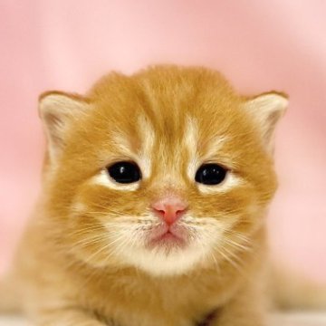 マンチカン(長足)【東京都・女の子・2025年10月11日・レッドタビー】の写真「クリスマスお迎えOK◎🎄甘えん坊マンチカン✨」