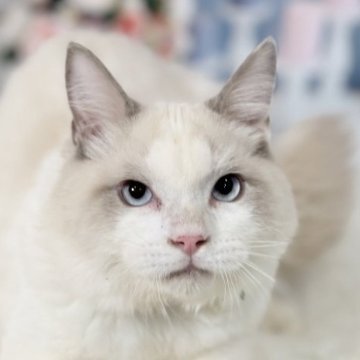 ラグドール【東京都・男の子・2025年6月27日・ブルーポイントバイカラー】の写真「両親遺伝子検査クリア◎むっちりフワフワ💓美形兄妹」