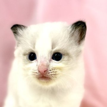 ラグドール【東京都・女の子・2025年10月5日・ブルーポイントバイカラー】の写真「ブルーポイントバイカラー」