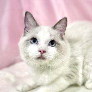 ラグドール【東京都・男の子・2025年6月27日・ブルーポイントバイカラー】の写真「両親遺伝子検査クリア◎むっちりフワフワ💓美形兄妹」