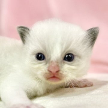 ラグドール【東京都・男の子・2025年10月11日・ブルーポイントバイカラー】の写真「クリスマスお迎えOK◎🎄もふもふ可愛いラグドール」