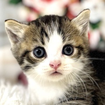 マンチカン(短足)【東京都・男の子・2025年10月19日・ブラウンタビー&ホワイト】の写真「クリスマスお迎えOK◎🎄ころんころんなマンチカン」