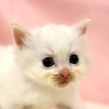 ラグドール【東京都・男の子・2025年10月3日・クリームポイントバイカラー】の写真「クリスマスお迎えOK◎🎄可愛いクリームカラー✨」