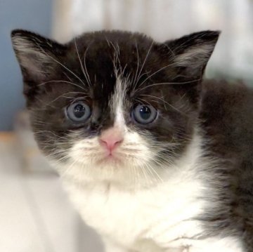 ブリティッシュショートヘア【東京都・男の子・2025年11月5日・ブラック&ホワイト】の写真「両親遺伝子検査クリア◎懐っこすぎるブリティッシュ✨」