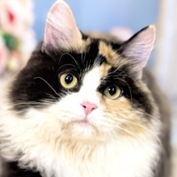 マンチカン(長足)【東京都・女の子・2025年4月16日・キャリコ】の写真「両親遺伝子検査クリア◎個性揃いな懐っこマンチ✨」