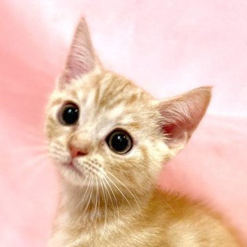 マンチカン(長足)【東京都・男の子・2025年8月23日・レッドタビー】の写真「両親遺伝子検査クリア◎ムッチムチなマンチカン✨」