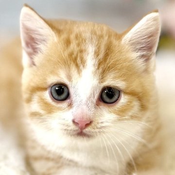 マンチカン(短足)【東京都・女の子・2025年10月9日・レッドタビー&ホワイト】の写真「クリスマスお迎えOK◎🎄超短足まんまる兄弟✨」