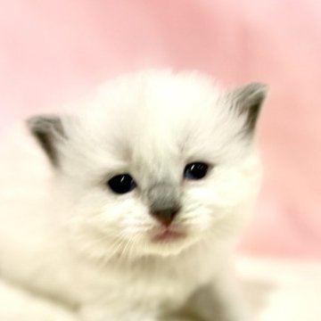 ラグドール【東京都・女の子・2025年10月11日・ブルーポイントミテッド】の写真「クリスマスお迎えOK◎🎄もっちり癒し系ラグ❤️」