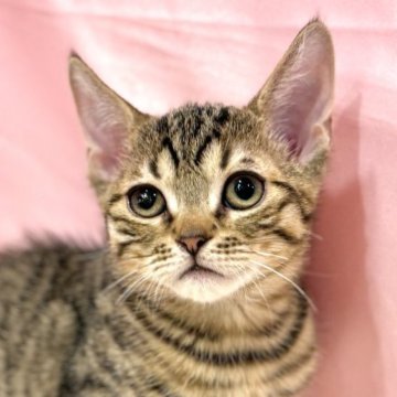 マンチカン(長足)【東京都・男の子・2025年7月16日・ブラウンタビー】の写真「両親遺伝子検査クリア◎ぱっちりおめめのマンチカン✨」