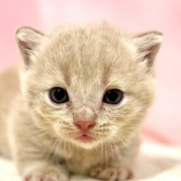 マンチカン(短足)【東京都・男の子・2025年10月9日・クリームタビー】の写真「クリスマスお迎えOK◎🎄超短足まんまる兄弟✨」