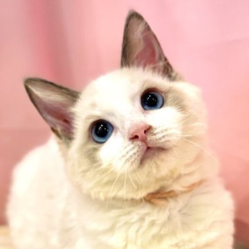 ラグドール【東京都・女の子・2025年6月27日・ブルーポイントバイカラー】の写真「両親遺伝子検査クリア◎むっちりフワフワ💓美形兄妹」