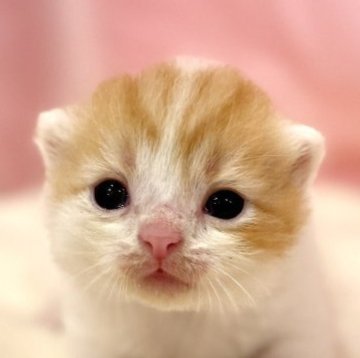 ミヌエット【東京都・男の子・2025年9月23日・レッドタビー&ホワイト】の写真「両親遺伝子検査クリア◎まんまるお目目の美形兄弟✨」