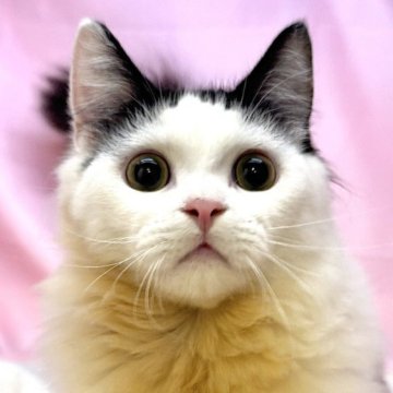 マンチカン(短足)【東京都・男の子・2025年1月12日・ブラック&ホワイト】の写真「フワフワ♡美男美女の3兄弟🐄」
