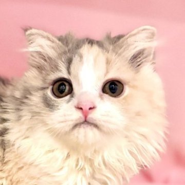 スコティッシュフォールド(立ち耳)【東京都・女の子・2025年4月18日・ダイリュートキャリコ】の写真「両親遺伝子検査クリア◎✨丸顔キュートなスコちゃん✨」