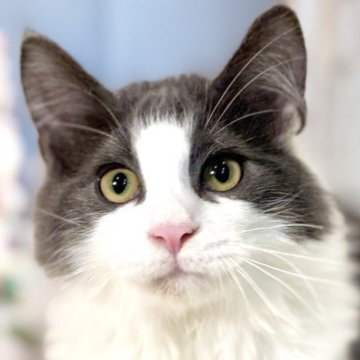 ノルウェージャンフォレストキャット【東京都・男の子・2025年8月2日・ブルー&ホワイト】の写真「両親遺伝子検査クリア◎コロンと可愛いノルウェー✨」