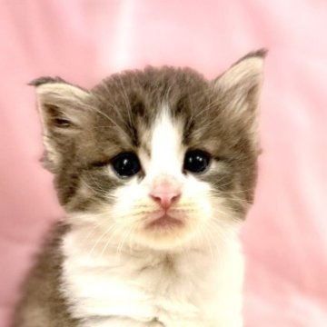 ノルウェージャンフォレストキャット【東京都・男の子・2025年10月3日・ブルー&ホワイト】の写真「クリスマスお迎えOK◎🎄むっちり可愛いノル兄弟✨」