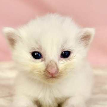ノルウェージャンフォレストキャット【東京都・女の子・2025年8月2日・ホワイト】の写真「両親遺伝子検査クリア◎コロンと可愛いノルウェー✨」