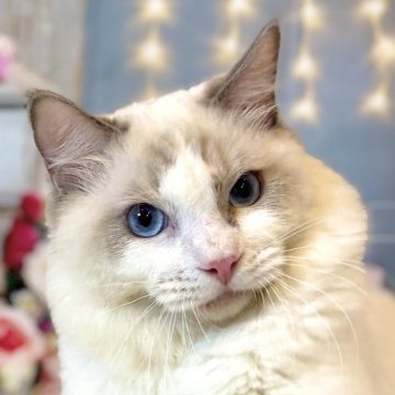 ラグドール【東京都・男の子・2025年3月27日・ブルーポイントバイカラー】の写真「両親遺伝子検査クリア◎ハンサムな男の子！🤍」