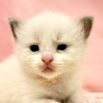 ラグドール【東京都・女の子・2025年10月11日・ブルーポイントバイカラー】の写真「クリスマスお迎えOK◎🎄もっちり癒し系ラグ🩷」