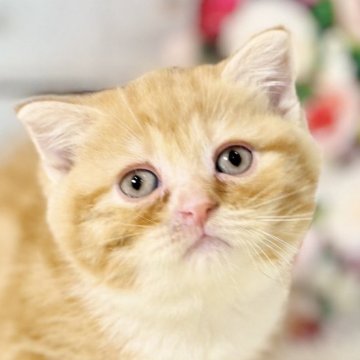 スコティッシュフォールド(立ち耳)【東京都・男の子・2025年10月11日・レッドタビー&ホワイト】の写真「クリスマスお迎えOK◎🎄もちもち可愛いスコ兄弟♪」