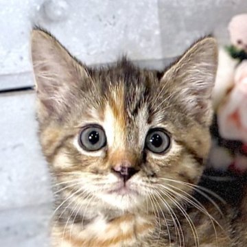 マンチカン(長足)【東京都・女の子・2025年10月11日・トーティシェル】の写真「クリスマスお迎えOK◎🎄甘えん坊マンチカン✨」