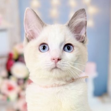 ラグドール【東京都・女の子・2025年8月21日・ブルーポイントバイカラー】の写真「両親遺伝子検査クリア◎もふもふ愛らしいラグ兄弟🩷」