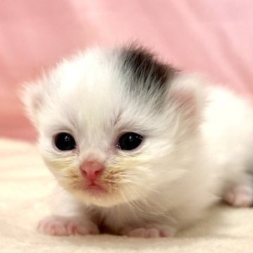 マンチカン(短足)【東京都・男の子・2025年9月27日・ブラック&ホワイト】の写真「両親遺伝子検査クリア◎コロンと可愛いマンチカン♪」