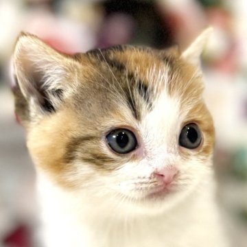 マンチカン(短足)【東京都・女の子・2025年10月11日・キャリコ】の写真「クリスマスお迎えOK◎🎄まんまるマンチカン✨」