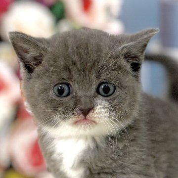 ブリティッシュショートヘア【東京都・男の子・2025年11月5日・ブルー&ホワイト】の写真「両親遺伝子検査クリア◎懐っこすぎるブリティッシュ✨」