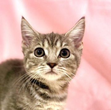 マンチカン(短足)【東京都・女の子・2025年8月23日・ブルータビー】の写真「両親遺伝子検査クリア◎ムッチムチなマンチカン✨」