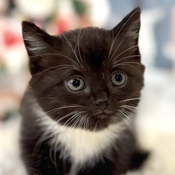 マンチカン(長足)【東京都・男の子・2025年10月11日・ブラック&ホワイト】の写真「クリスマスお迎えOK◎🎄まんまるマンチカン✨」