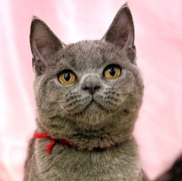 ブリティッシュショートヘア【東京都・女の子・2025年6月30日・ブルー】の写真「両親遺伝子検査クリア◎丸顔揃いのブリティッシュ❤️」