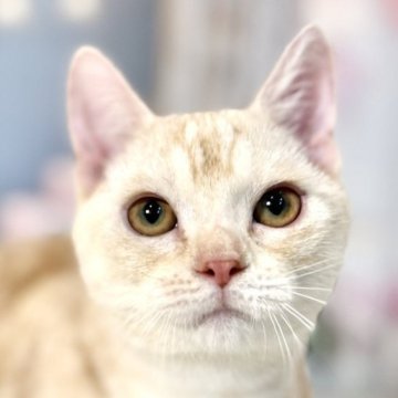 マンチカン(短足)【東京都・男の子・2025年7月16日・レッドタビー】の写真「両親遺伝子検査クリア◎なでられ魔なマンチカン☺️」